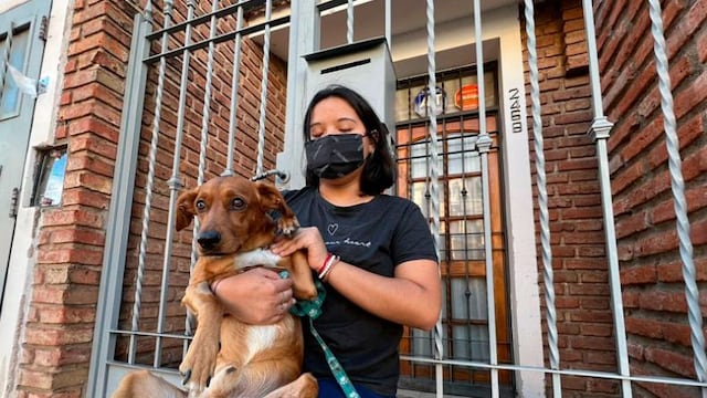 Delincuentes tiraron a su perro por el balcón.