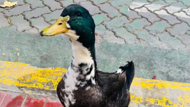 Denunciaron y desalojaron al "Pato Juan" en Mendoza: vecinos juntan firmas para que vuelva al centro