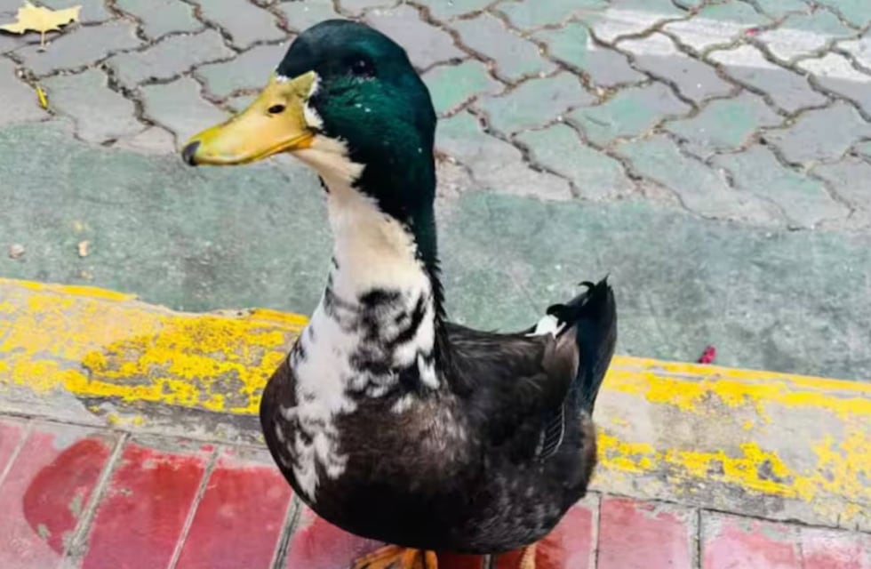 El “Pato Juan” tiene abogado: lo qué se sabe del insólito caso que se hizo viral