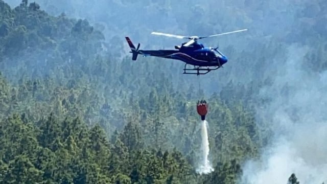 La selva misionera podría necesitar decenas de años para recuperarse de los incendios.