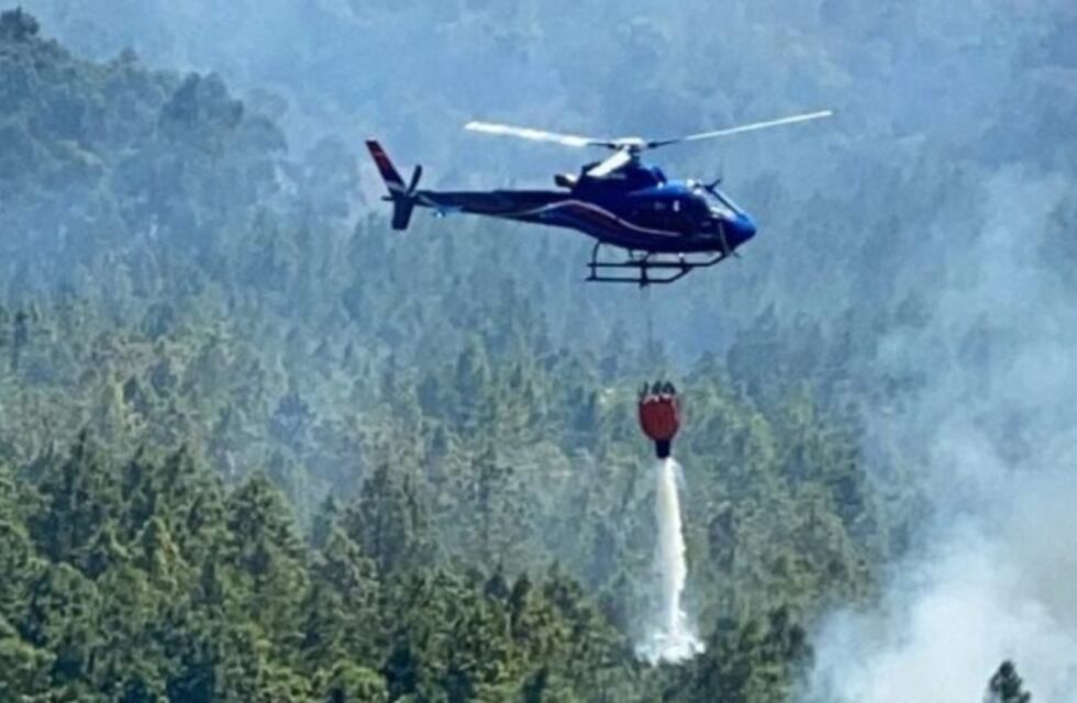 La selva misionera podría necesitar decenas de años para recuperarse de los incendios