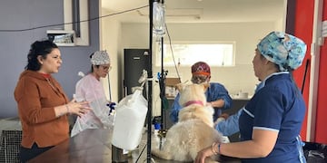 Ushuaia participó de las jornadas de castración masiva en América Latina