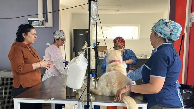 Ushuaia participó de las jornadas de castración masiva en América Latina