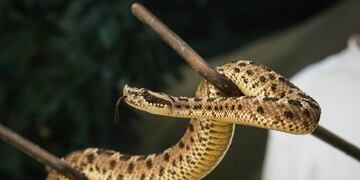 Susto en Las Heras: una yarará mordió a una nena de 6 años en su casa