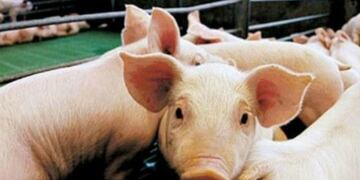 El municipio identificó la elaboración y venta de chacinados de la marca SUTERA, que no es un establecimiento habilitado (Municipalidad de Córdoba)