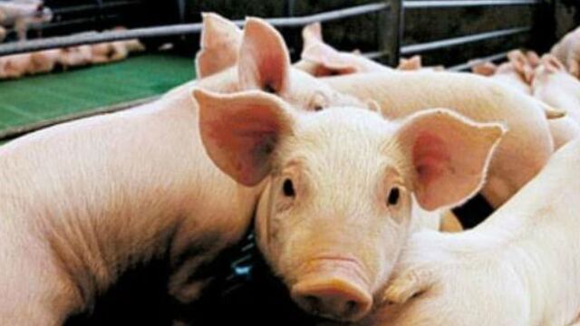 Bromatología de Chaves recibe muestras para el diagnóstico de Triquinosis