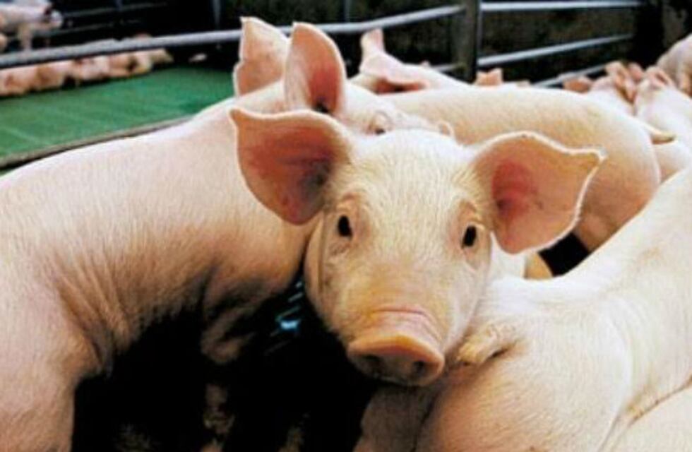 Bromatología de Chaves recibe muestras para el diagnóstico de Triquinosis