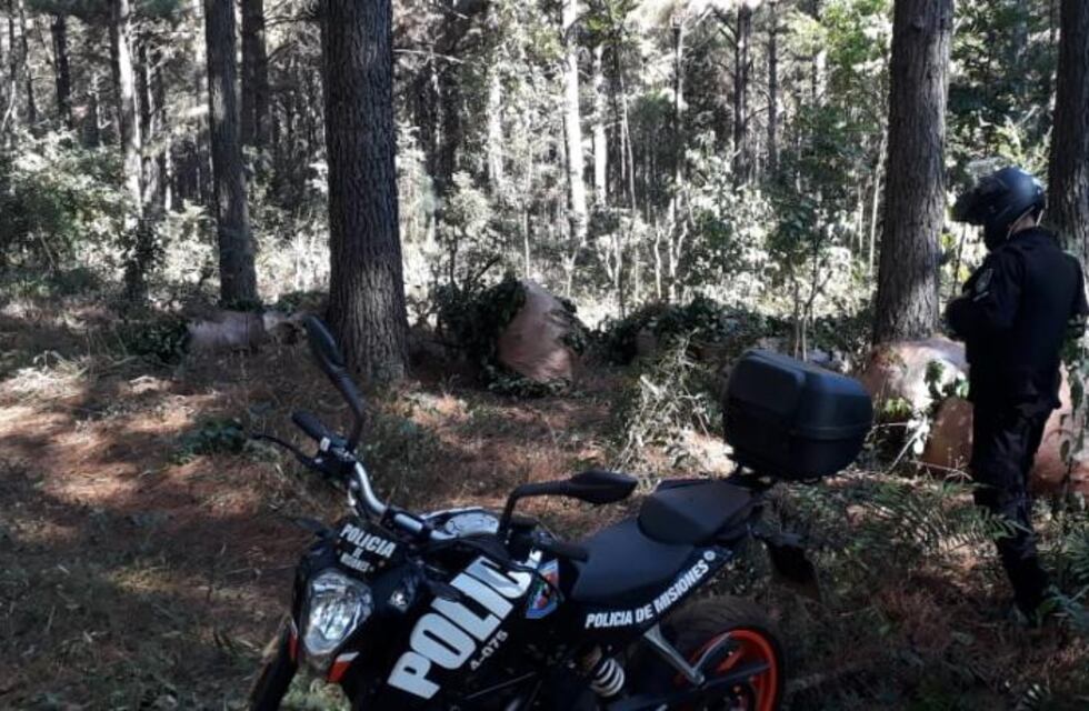 Intento de robo de hoja verde en Eldorado