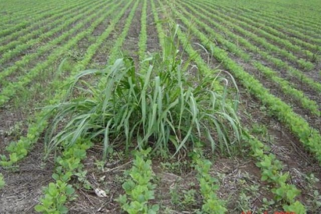 Sorgo Alepo resistente a herbicidas