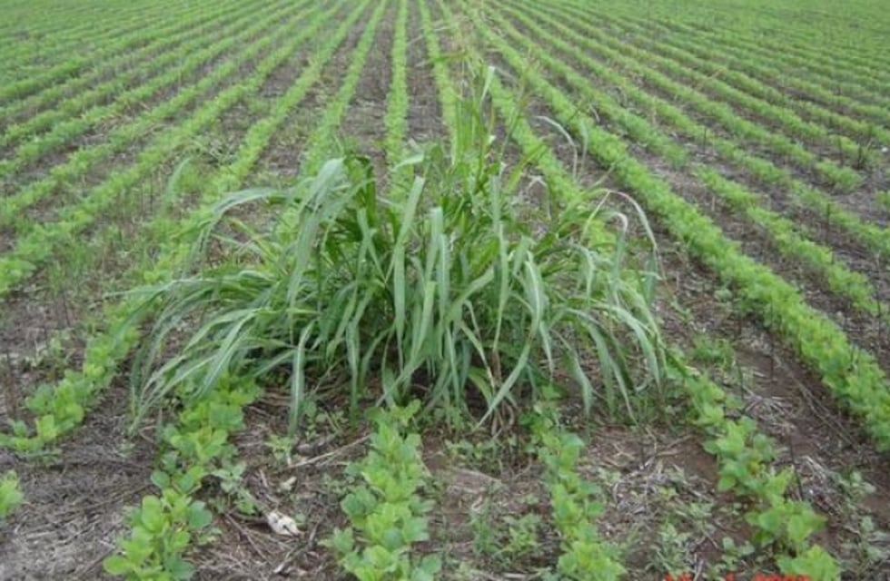 Intoxicación por ingesta de sorgo de alepo en pastoreos de bovinos