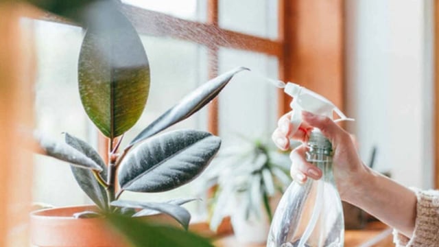 No es por moda: por qué colocar vinagre blanco en las hojas de las plantas