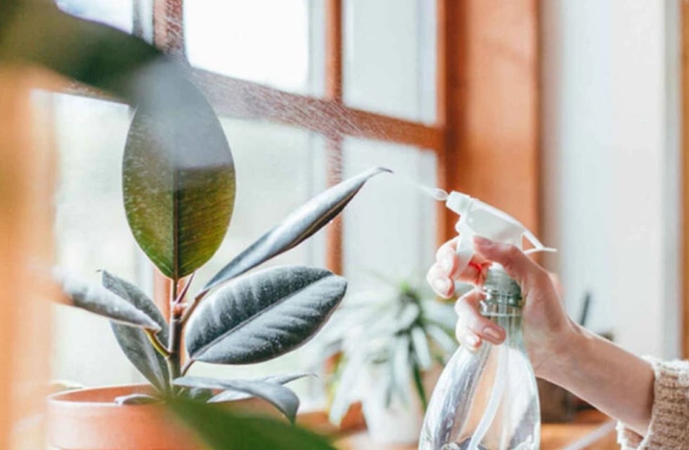 No es por moda: por qué colocar vinagre blanco en las hojas de las plantas
