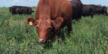 SUSTENTABLE. En la ganadería regenerativa, los animales se alimentan de pastizales naturales a los que se les permite un tiempo de recuperación óptimo para su rebrote y desarrollo. (Gentileza Asociación Grass Fed)