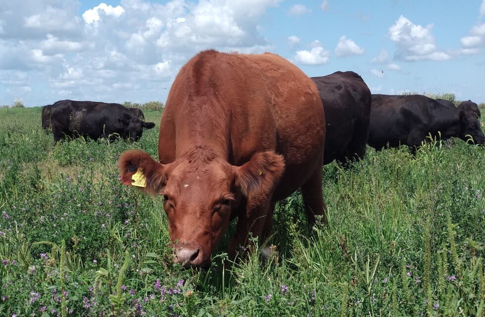 Biodiversidad y regeneración en la pauta sustentable del agro