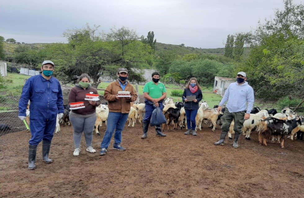 Toman muestras para detección de brucelosis en animales pequeños