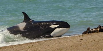 Comenzó la temporada de Orcas en Chubut.
