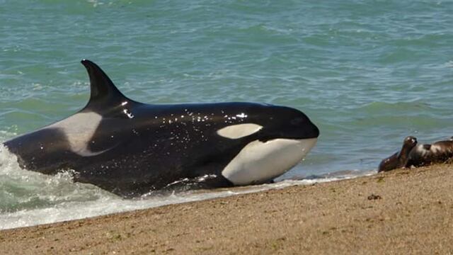 Comenzó la temporada de Orcas en Chubut.