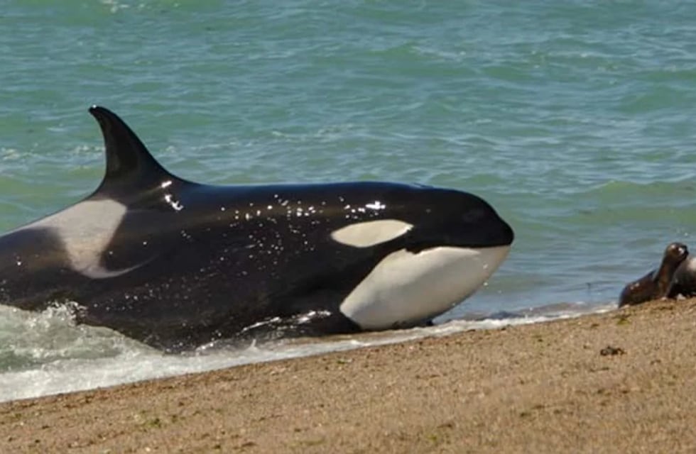 Comenzó la temporada de Orcas en Chubut: mirá las imágenes del varamiento