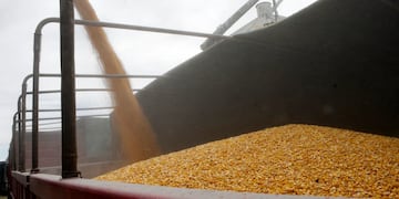 La AFIP detectó 1056 toneladas de maíz no declarado en Tres Arroyos