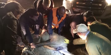 Capturaron al ciervo que apareció en la zona del Aeropuerto Córdoba. (Andy Ferreyra)