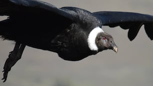 El cóndor andino, otra ave amenazada. (Gobierno de Córdoba)