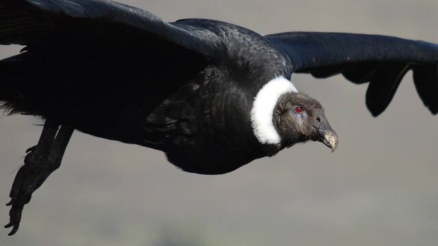 El cóndor andino, otra ave amenazada. (Gobierno de Córdoba)