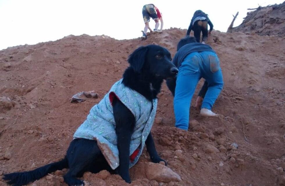 Alta Gracia: Beto, el perro que volvió de la “tumba”