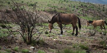 Convocan a voluntarios para realizar una replantación masiva en las áreas afectadas por el incendio en Potrerillos. Ignacio Blanco / Los Andes