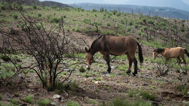 Convocan a voluntarios para realizar una replantación masiva en las áreas afectadas por el incendio en Potrerillos. Ignacio Blanco / Los Andes