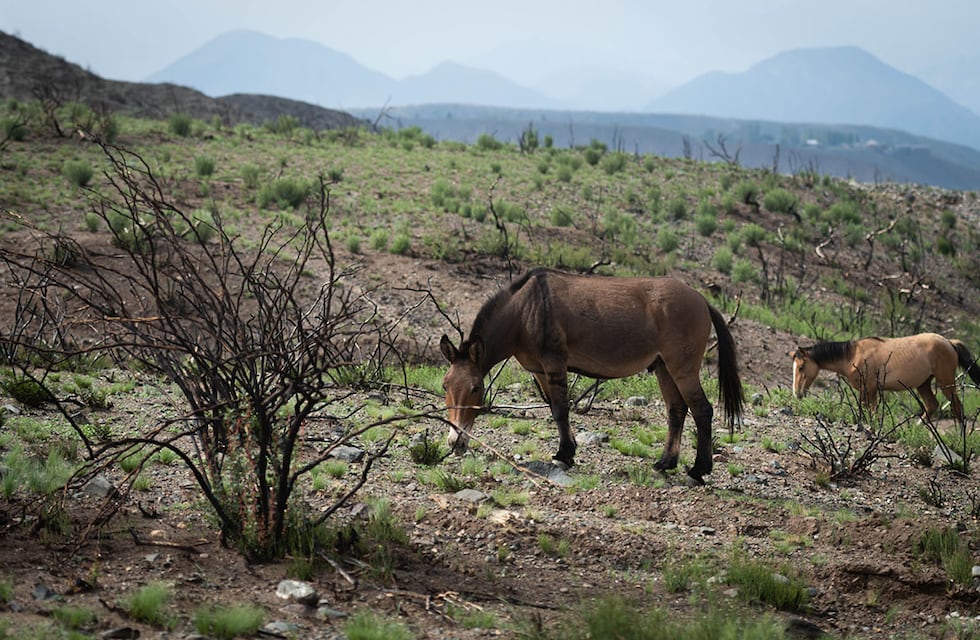 Buscan a voluntarios para reforestar las áreas quemadas de Potrerillos