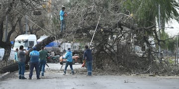Fuertes ráfagas de vientos en el Gran Mendoza provocaron la caída de árboles en Costanera y Buenos Aires de Ciudad