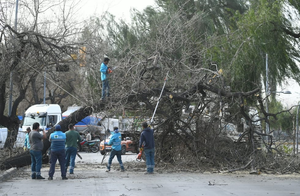 Árboles caídos, incendios y zonas sin luz en Mendoza tras el paso del Zonda