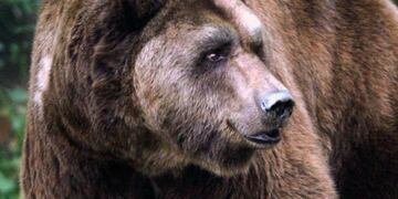 Un cazador pensó que había podido matar a un oso pardo y se llevó una mortal sorpresa. Foto: La Voz.