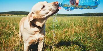 Golpe de Calor, como prevenirlo