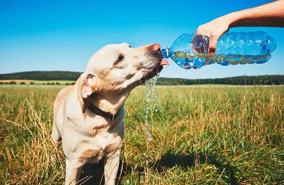 El golpe de calor en los perros