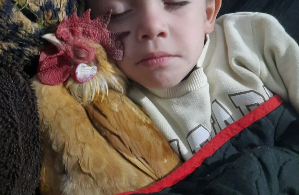 La historia de Noah, el niño cordobés que adoptó de mascota a un gallo y ahora son inseparables