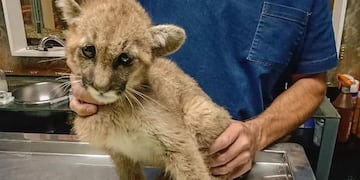 La pumita sanjuanina rescatada de una pileta está estable y quieren llevarla a una reserva natural