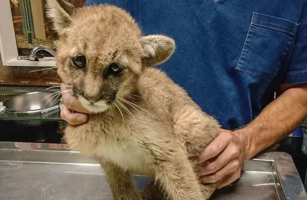 La pumita sanjuanina rescatada está estable y analizan llevarla a una reserva natural