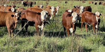 A pesar de ser una de las provincias ganaderas más importantes del país, la producción cárnica carece de valor agregado.