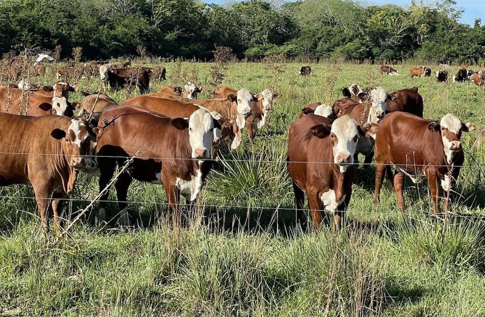 La producción ganadera en Corrientes: un estudio indaga si cumple normas ambientales y de sustentabilidad