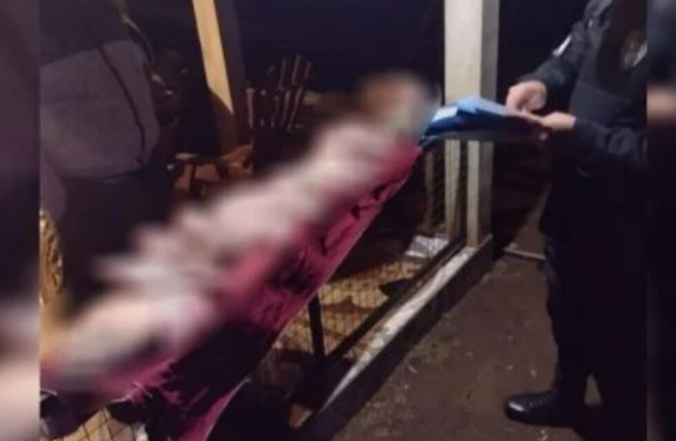 Secuestran carne porcina tras abigeato en San Pedro