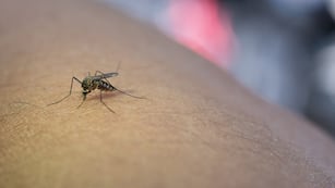 La Ciudad de Buenos Aires fue catalogada como de “alto riesgo” por la suba de casos de dengue. Foto: Archivo