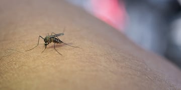 La Ciudad de Buenos Aires fue catalogada como de “alto riesgo” por la suba de casos de dengue. Foto: Archivo