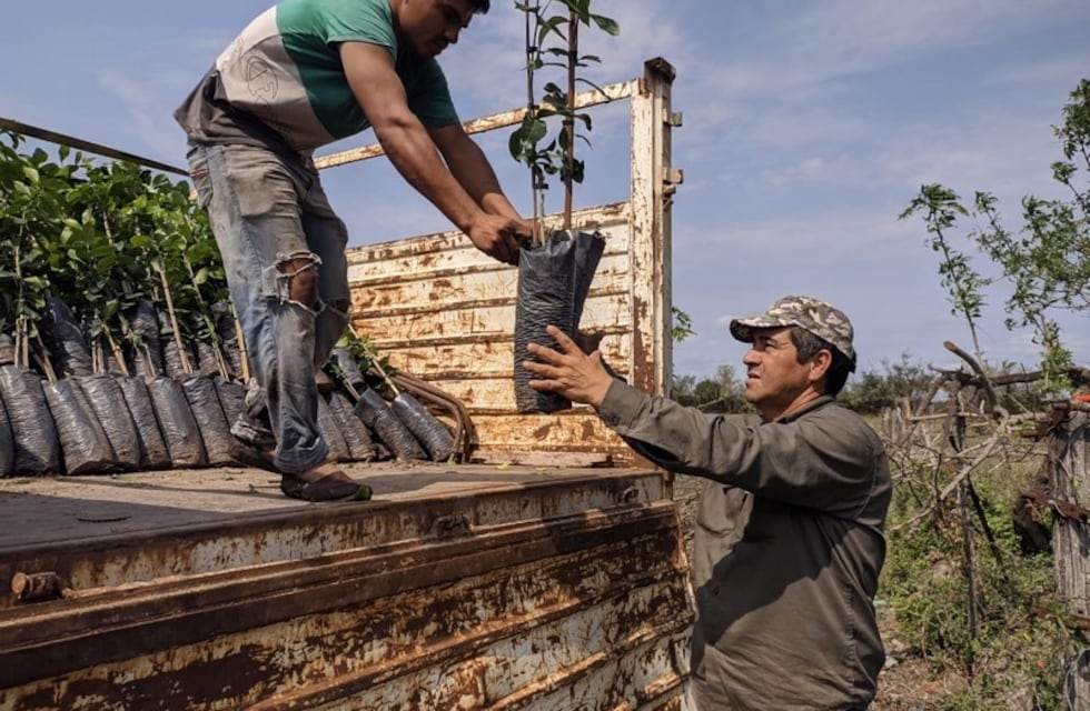 Planes Limón y Nuez Pecán: impulsan proyectos productivos en la provincia