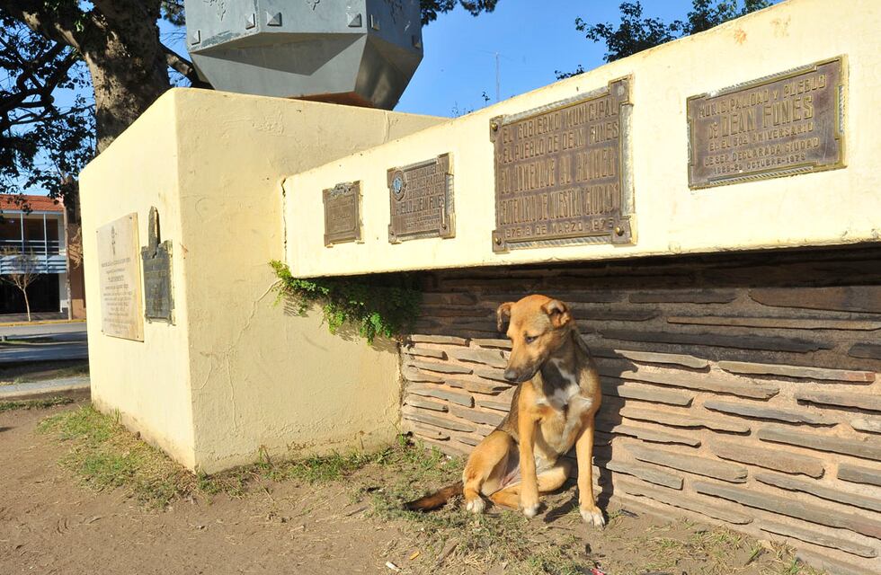 Condenaron a un exintendente de Deán Funes por envenenar y matar a 211 perros