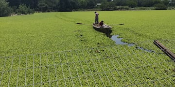 Algas en "Laguna del Parque" en Gualeguaychú