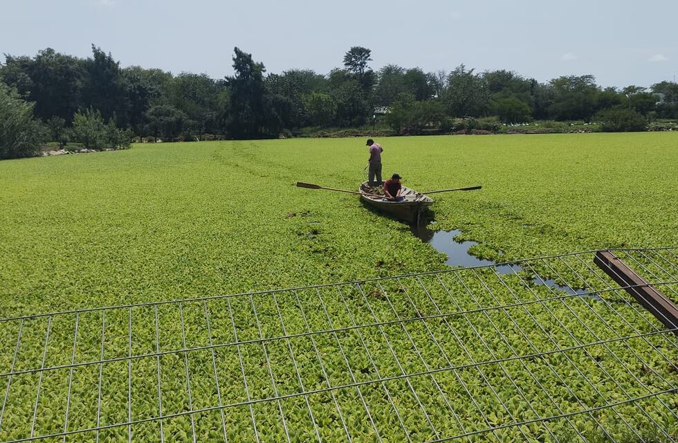 Algas, hacen desaparecer la “Laguna del Parque” en Gualeguaychú