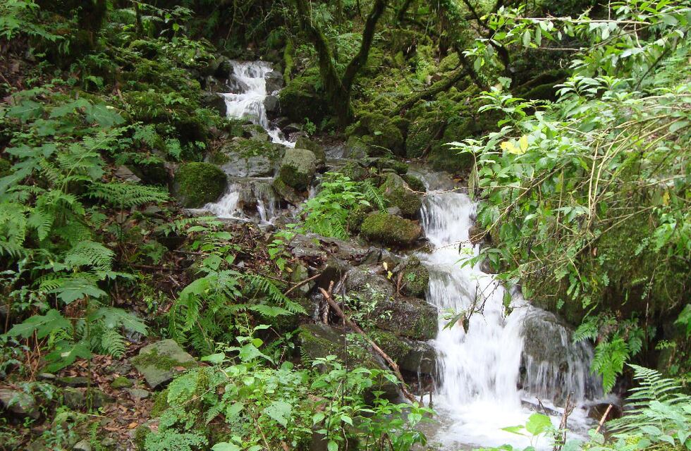 Un refugio de naturaleza nativa en las sierras: la Reserva Natural del Huaico en Villa Giardino