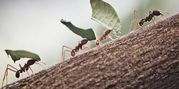 Chau a las hormigas en los árboles: dos trucos caseros para ahuyentarlas y proteger las plantas