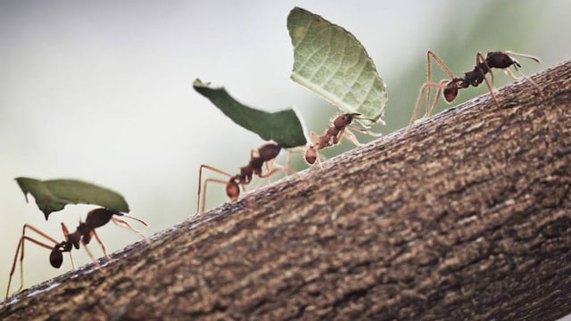 Chau a las hormigas en los árboles: dos trucos caseros para ahuyentarlas y proteger las plantas
